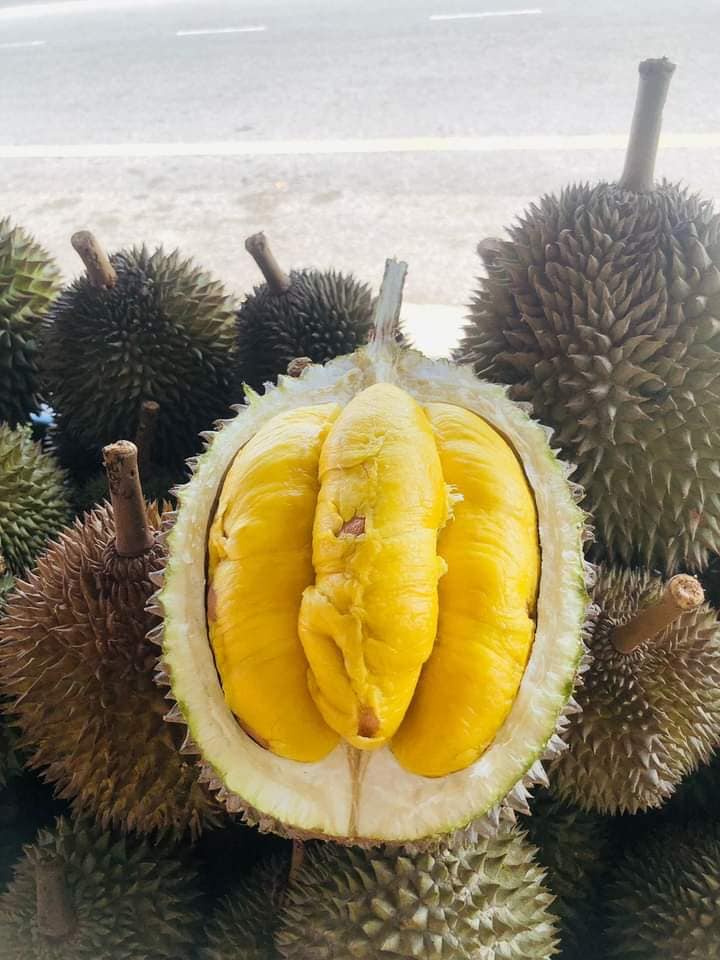 Katak Pulu/D99